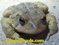 /home//u458753944/public_html/sourcegallery/////Roxborough Toad Detour/2013-2019/2013/2013-04-09/P1120064.JPG